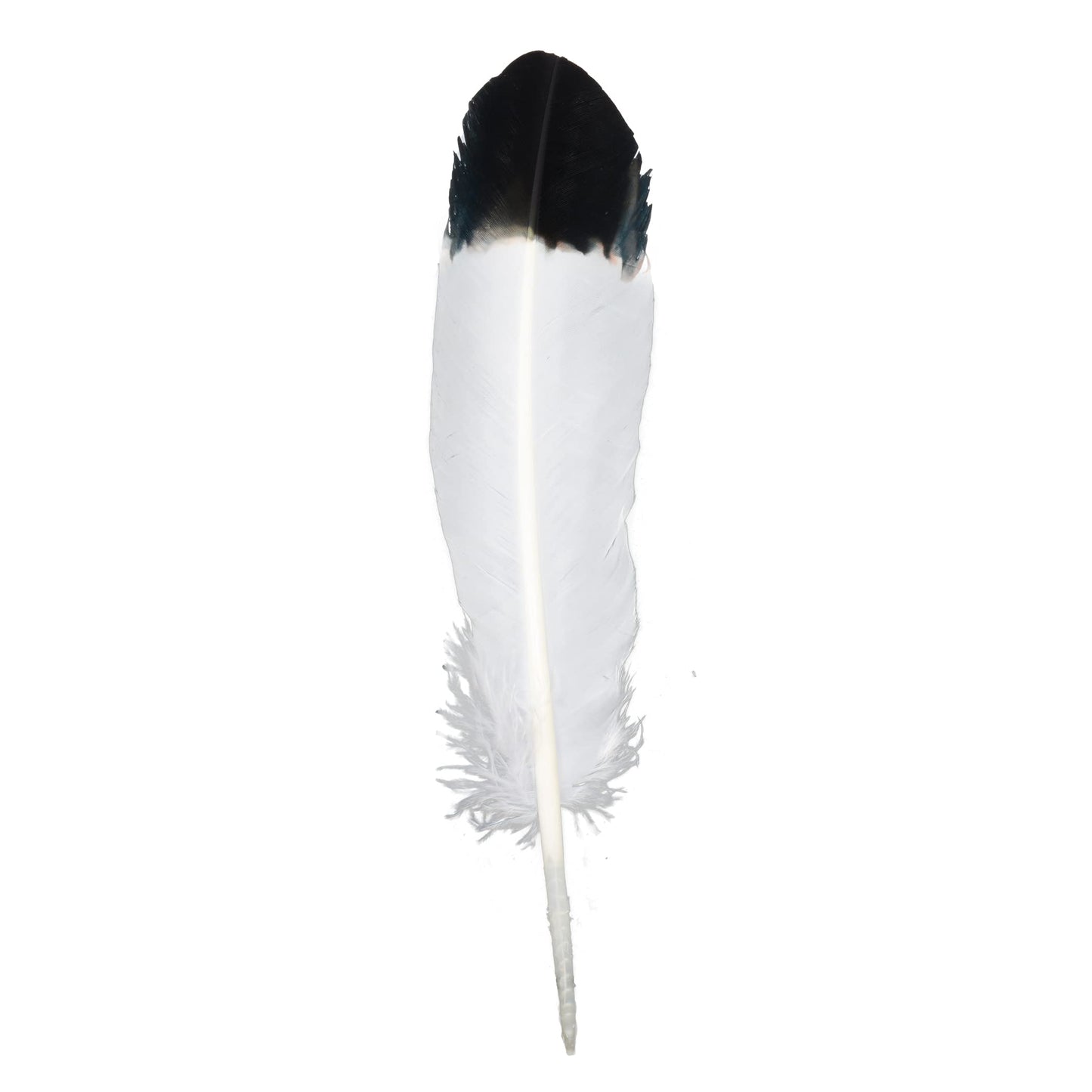 Handy Lidy 20pcs 10-12" Turkey Feather Round Wing Quill for DIY Art Accessories Halloween Party Decoration Wedding Costumes-White w/Black Tips