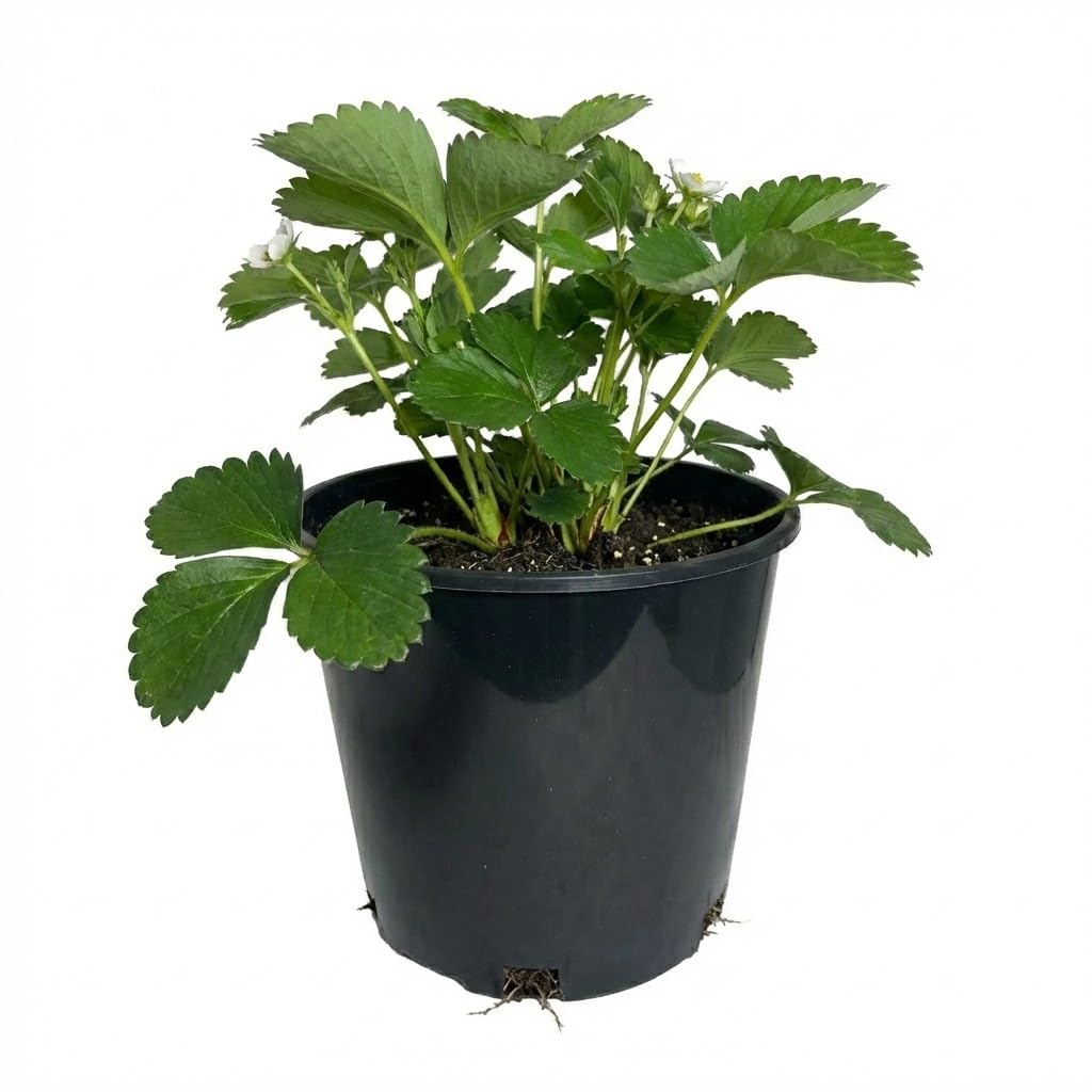 3 Gallon Nursery Pots - Professional Heavy Duty Injection Molded Plastic Plant Pots with Drainage Holes – 11 Inch Round Flower Pots for Shrubs, Perennials & Tropicals – Stackable (10)