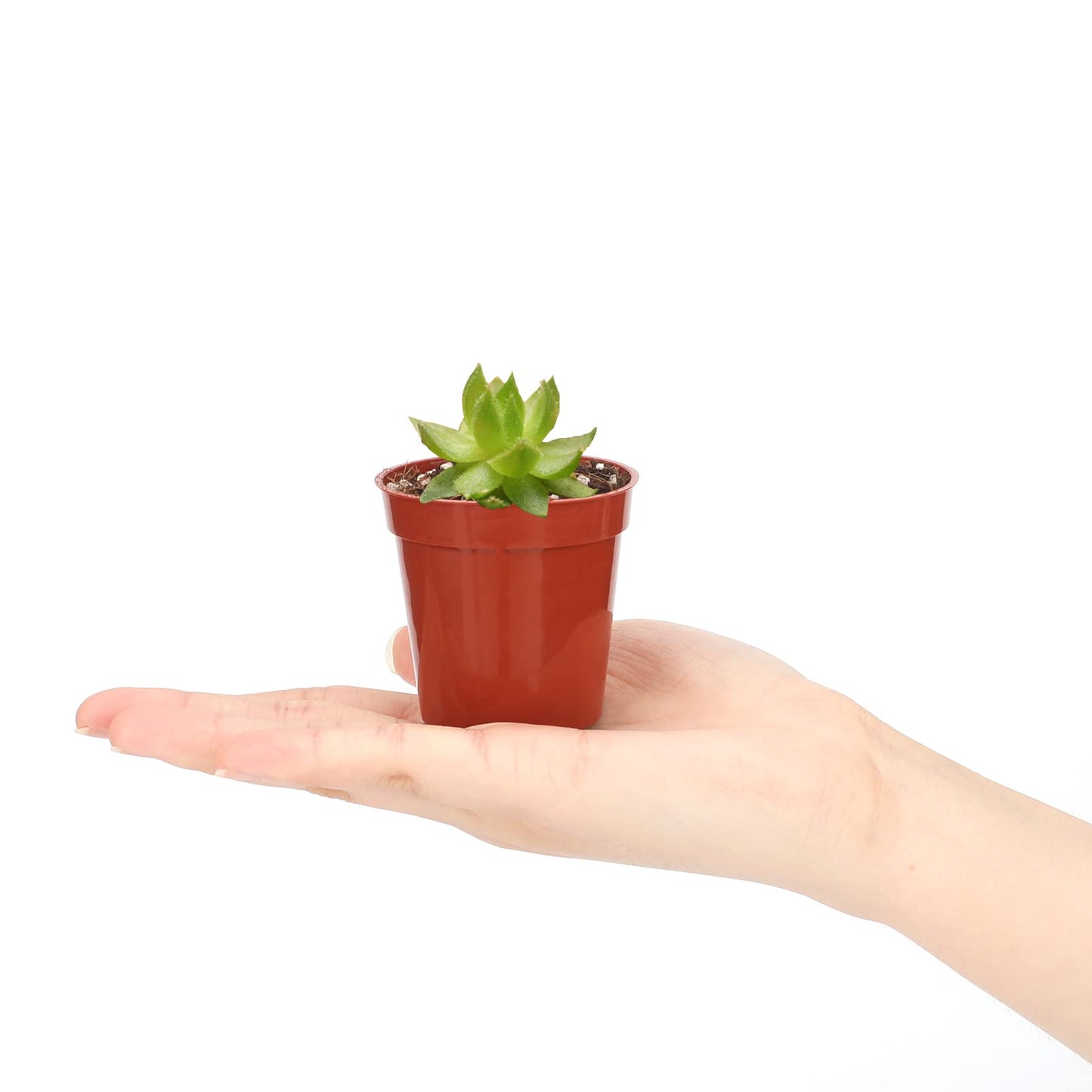 KINGLAKE GARDEN Small Terracotta Plastic Pots,50 Packs 2 Inch Small Plant Pots with Drainage Holes,Mini Nursery Plastic Plant Planters for Succulents,Indoor Outdoor Plant