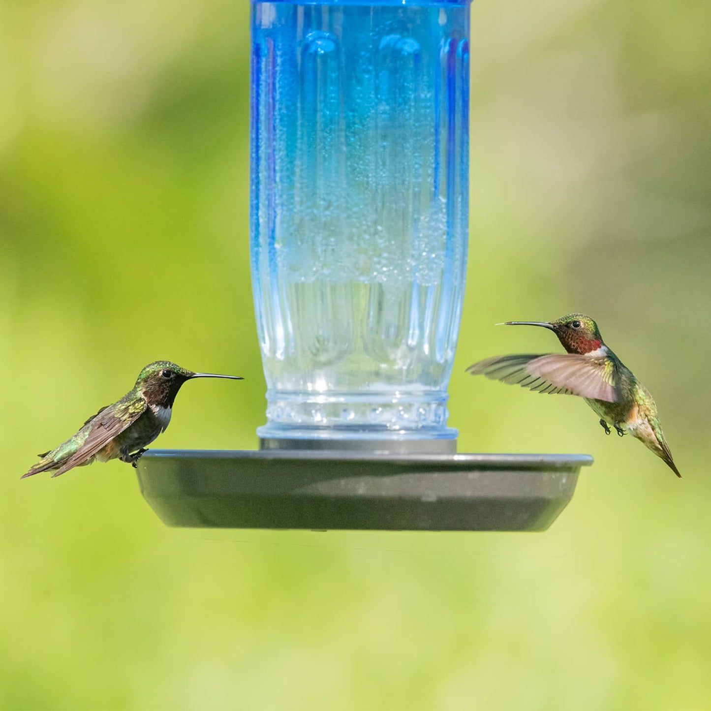 Kingsyard Glass Bird Water Dispenser for Outdoor, 16 Oz, Bird Water Feeder with Metal Hanging for Garden Yard Fence Decoration Hummingbird Cardinal Bluebird Finch, Blue