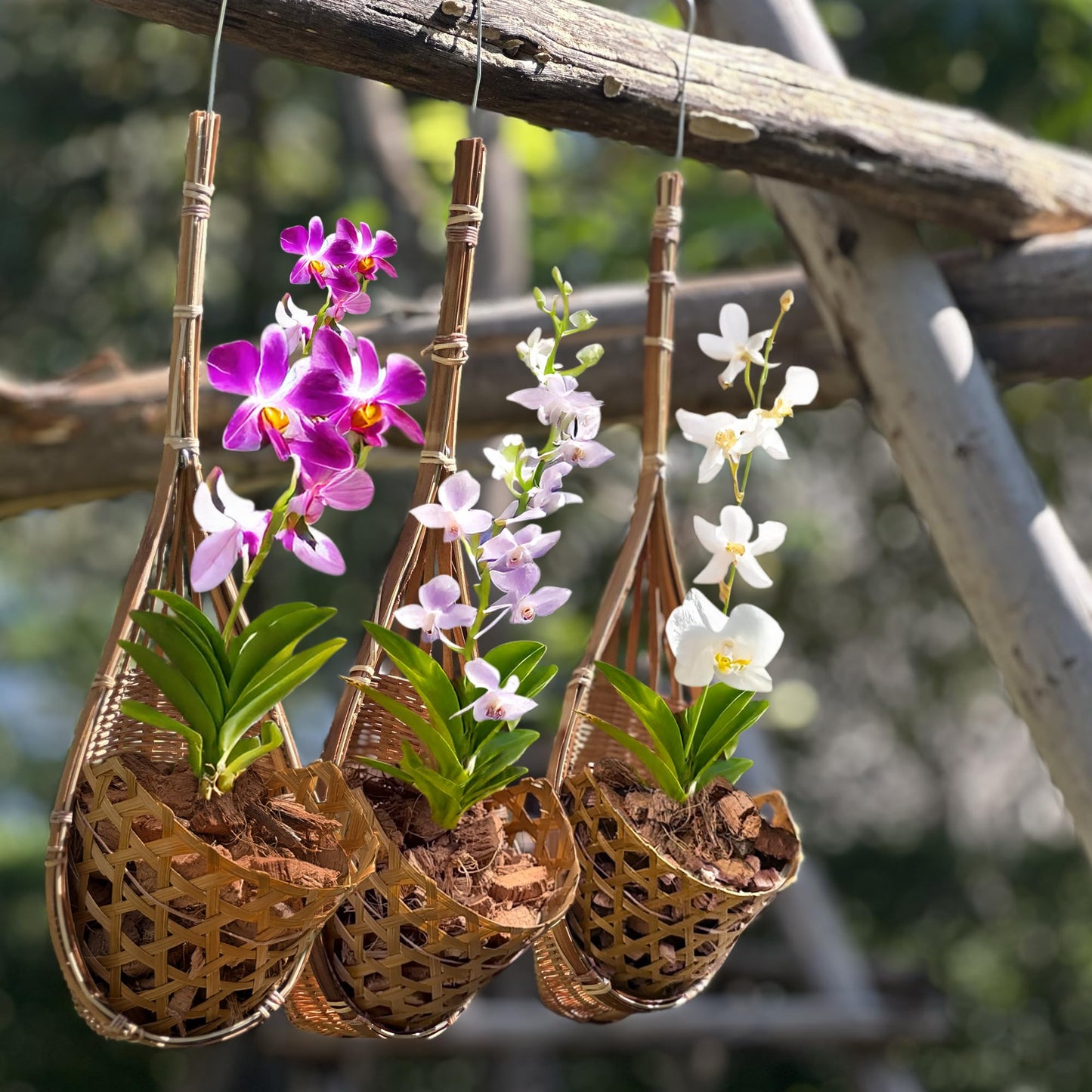 PANWA Handmade 100% Thai Bamboo Hanging Orchid Basket β 4 Inch Set of 3 for Mom & Spring Seasonal Decoration