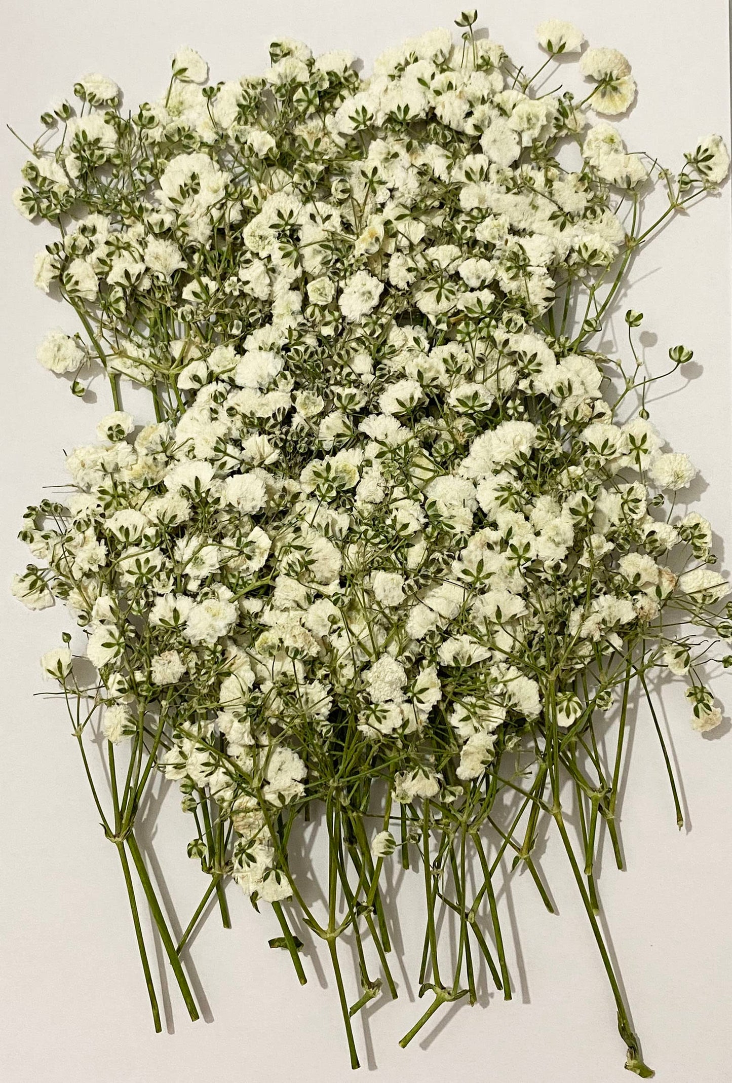 UOKWIWI 100 pcs White Baby's Breath Real Natural Dried Pressed Flowers for Resin Art Craft DIY Making Wedding Card Home Party Decor