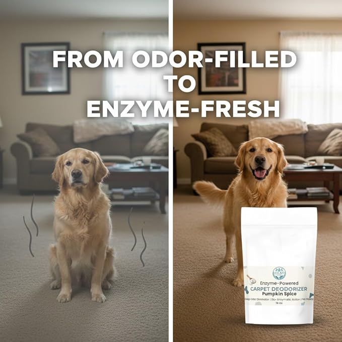 Enzyme-Powered Carpet Deodorizer (Powder) - Pumpkin Spice Scent | Natural Pet Odor Eliminator | Bio-Enzymatic Formula, Premium Performance, Eco Friendly | 16 oz