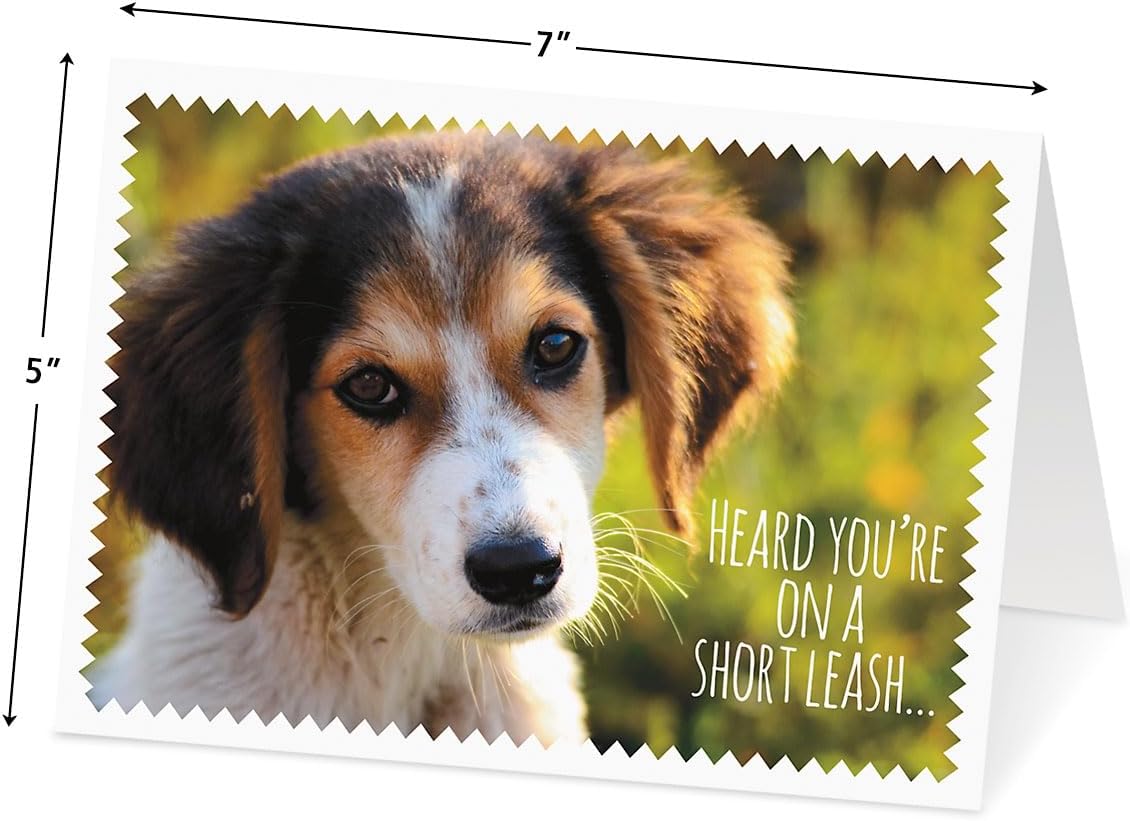 Furry Get Well Greeting Cards - Set of 8 (4 designs), Large 5" x 7", Dog Design Get Well Soon Cards with Sentiments Inside, White Envelopes