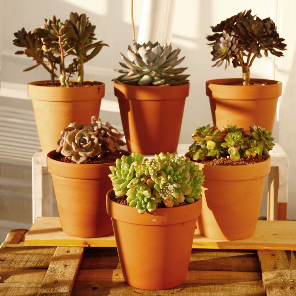 Yishang 6 inch Terracotta pots with Drainage Hole for Flower, Cactus, Succulent Planting,Ceramic Pottery Planter for Indoor/Outdoor, Set of 6