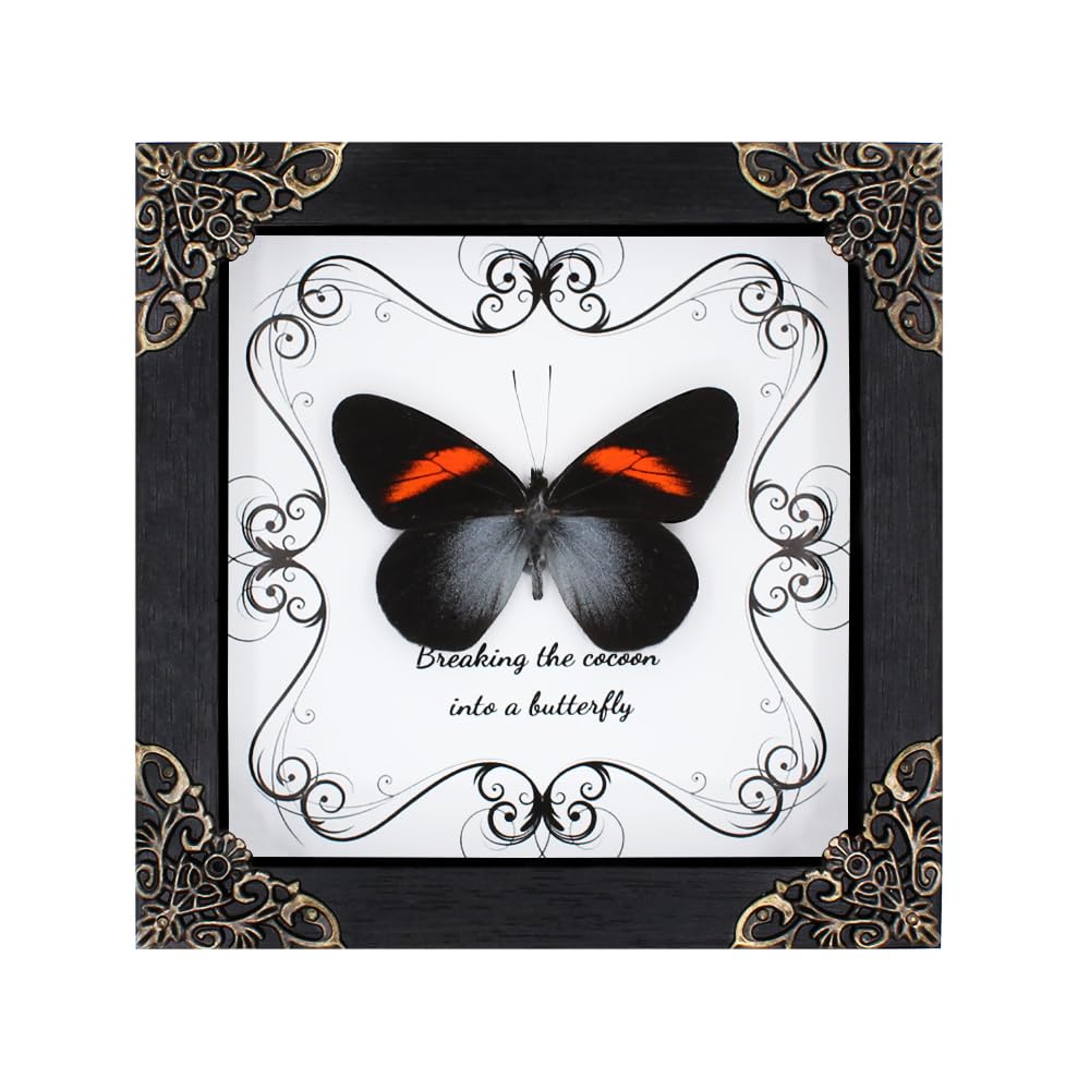 Butterfly Framed Decoration Handmade Taxidermy Butterfly Shadow Box Collection Framed Butterfly Taxidermy for Gothic Home Decor