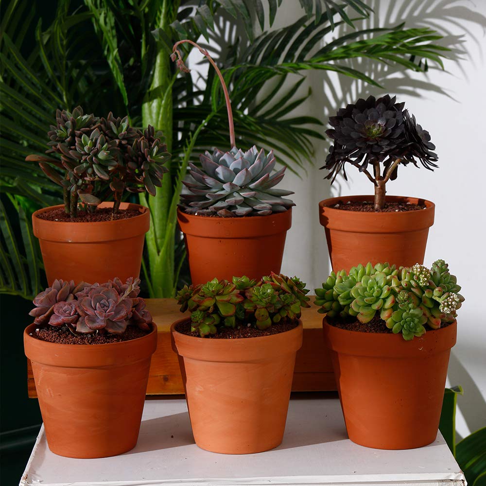 Yishang 6 inch Terracotta pots with Drainage Hole for Flower, Cactus, Succulent Planting,Ceramic Pottery Planter for Indoor/Outdoor, Set of 6