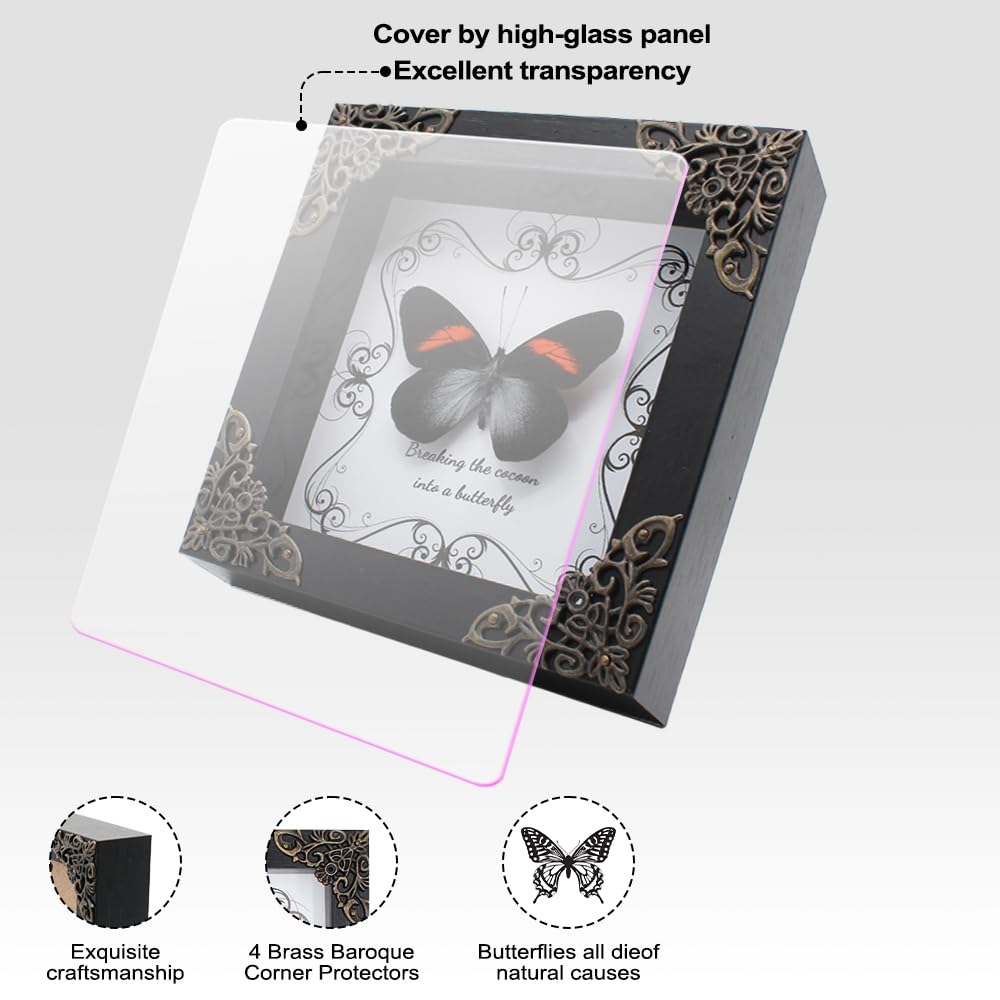 Butterfly Framed Decoration Handmade Taxidermy Butterfly Shadow Box Collection Framed Butterfly Taxidermy for Gothic Home Decor