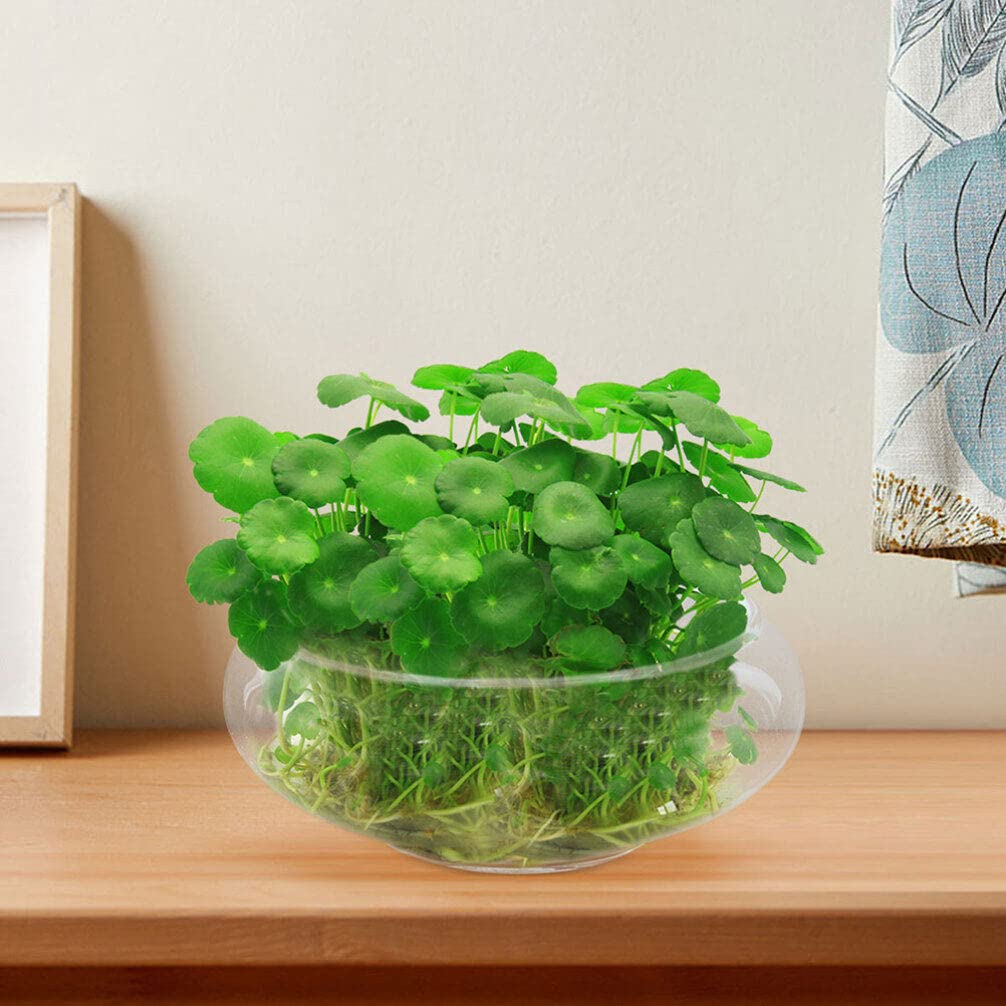 Glass Bubble Bowl - Wide Mouth Flower Vase Clear Bubble Planter Terrarium Aquatic Plant Pot Shallow Fish Tank for Centerpiece Hydroponic Succulent