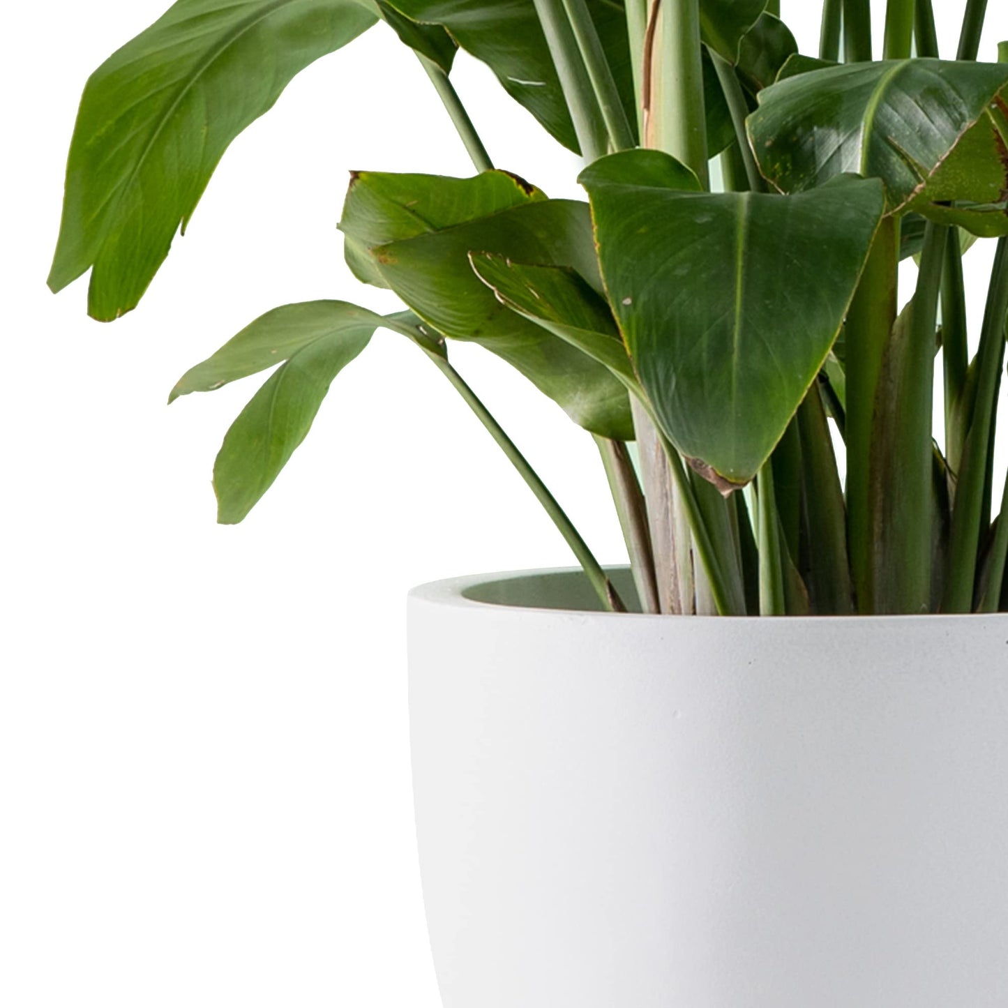 Kante 14 Inch Dia Round Concrete Planter, Indoor Outdoor Large Plant Pot with Drainage Hole and Rubber Plug for Home Patio Garden, Pure White