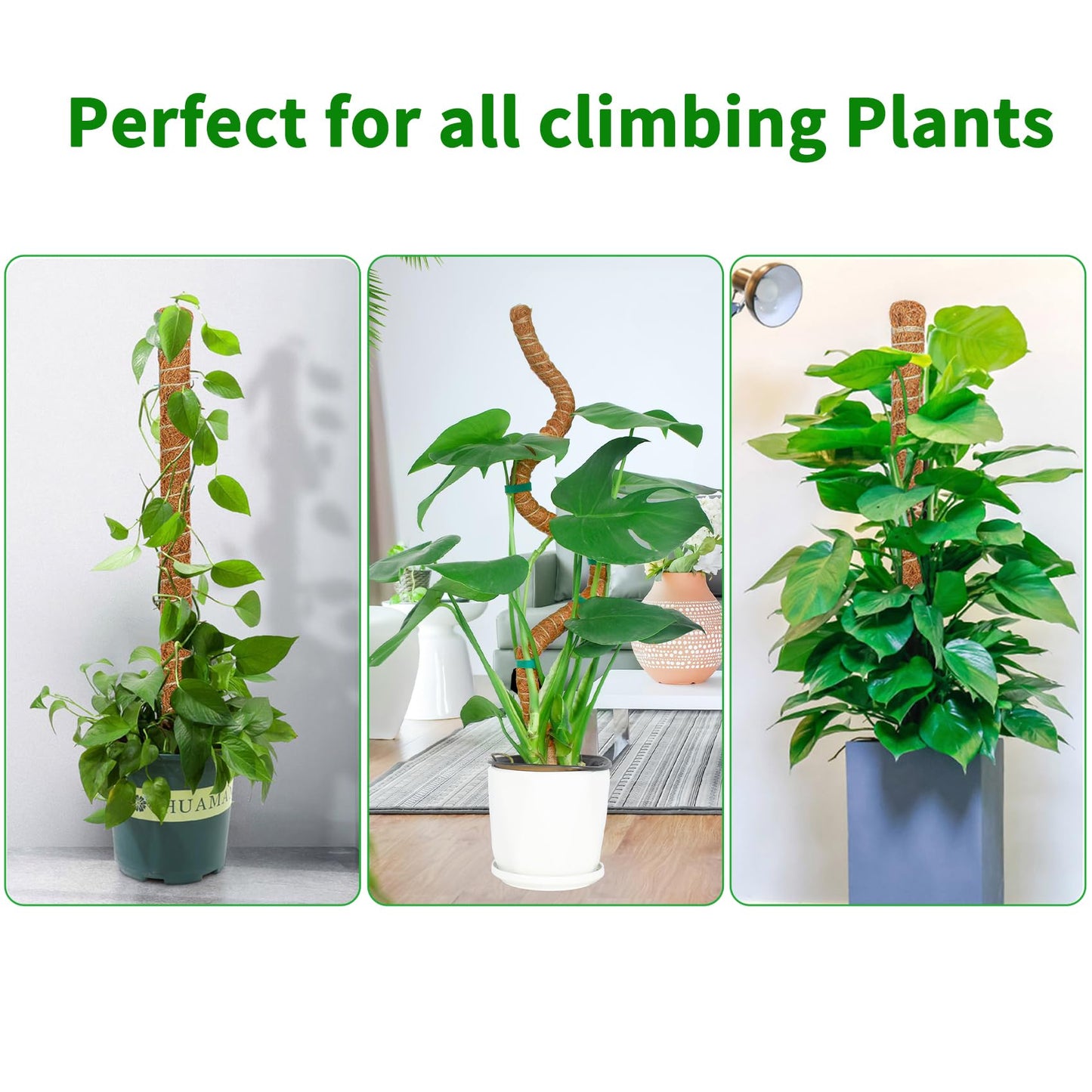 Dimpoo 2 Pack 39 Inch Moss Pole Monstera Plant Support, Coir Moss Poles for Climbing Indoor Plants, Bendable Plant Stake Trellis for Potted Plant, Pothos, Philodendron