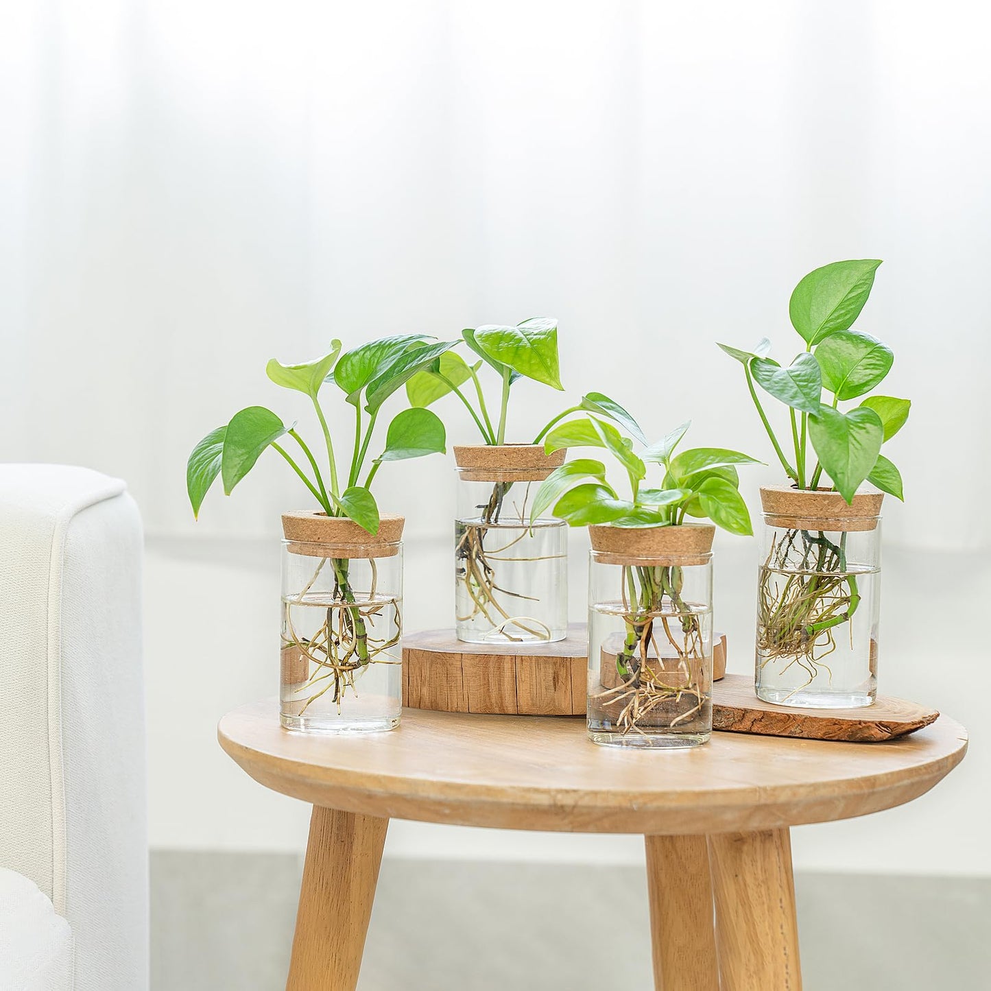 Dahey Plant Propagation Terrarium Desktop Glass Planter Station Water Planting Glass Vase with Lid and Wooden Stand for Propagating Hydroponic Plants Centerpiece Office Home Garden Decor, 4 Pcs