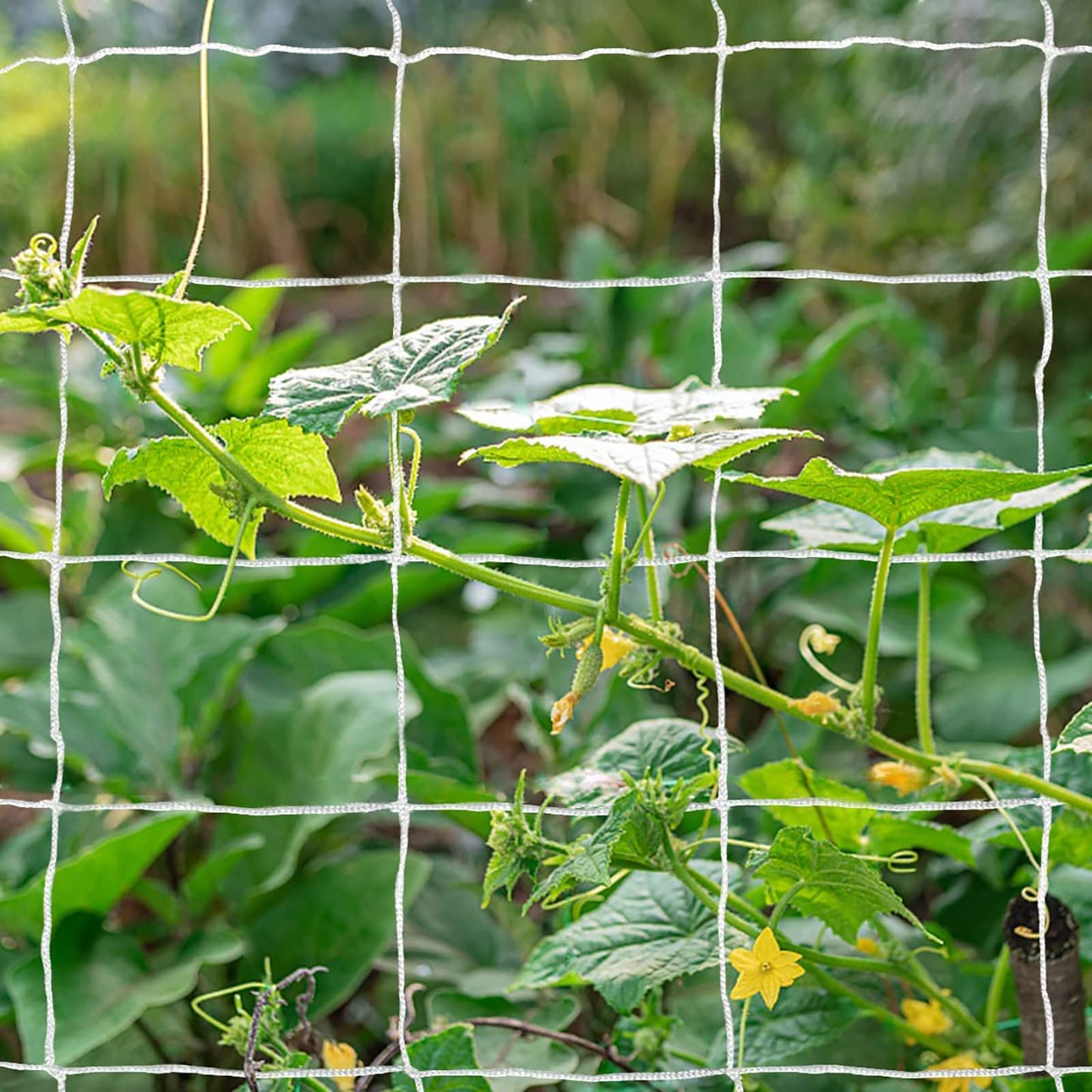 Tcamp Heavy-Duty Polyester Garden Trellis Netting Plant Climbing Net for Growing Vines Plants Vegetables Fruits Flowers, White Grow Tent (5Ft x15Ft, 3.5" Opening Mesh, 1 Pack)