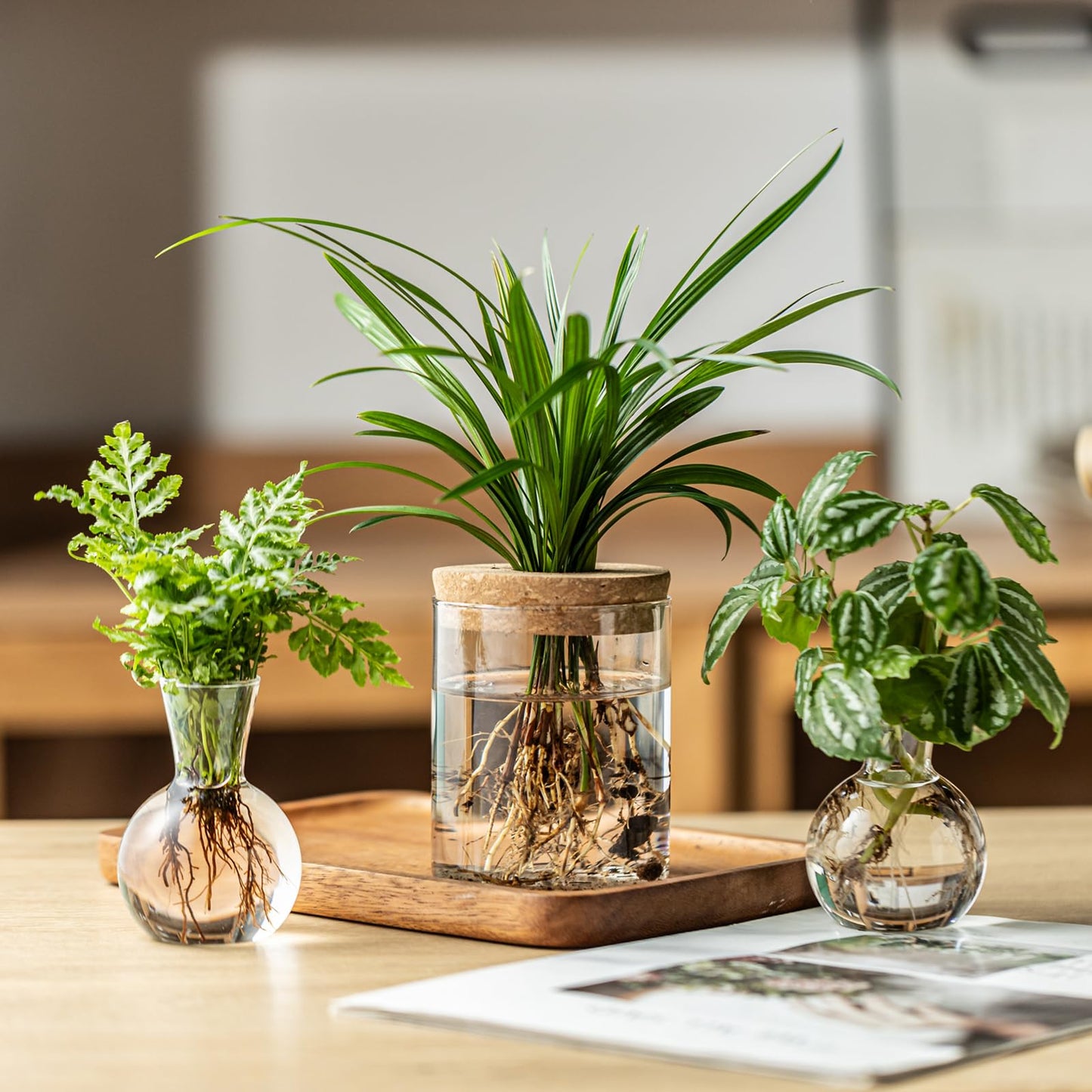 Plant Propagation Stations, 2 Style Glass Planter Terrariums, Propagation Vases for Plant, Plant Propagation Jars for Hydroponic Planter Home Office Tabletop Decoration (8)