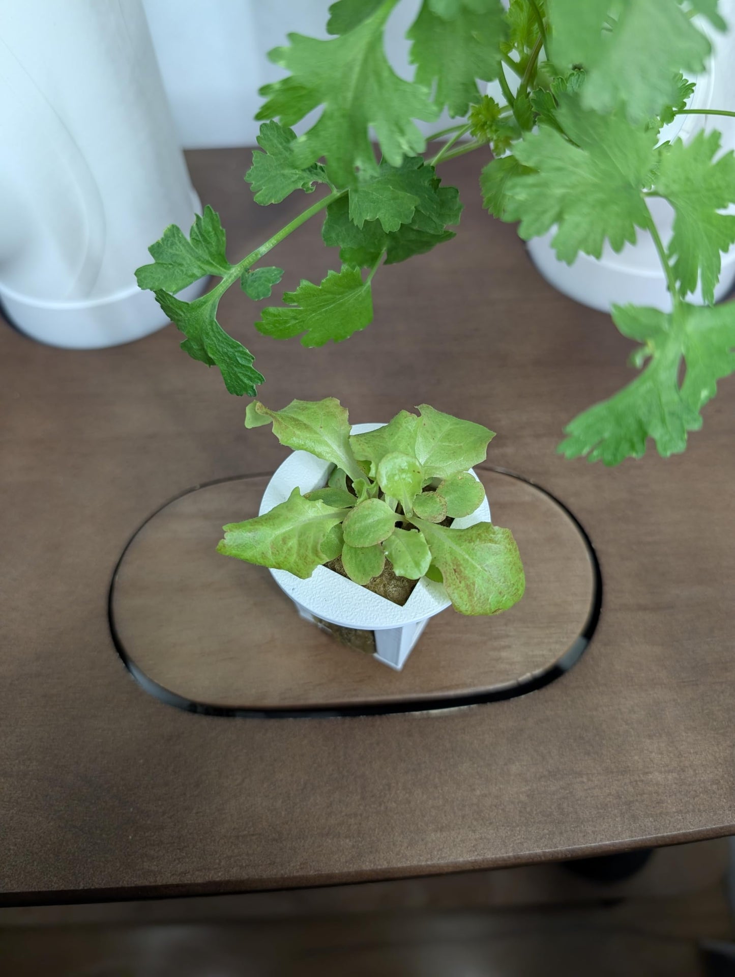 Grow Cubes for Hydroponic System/Compatible with Gardyn (15 Cubes+Rockwool)