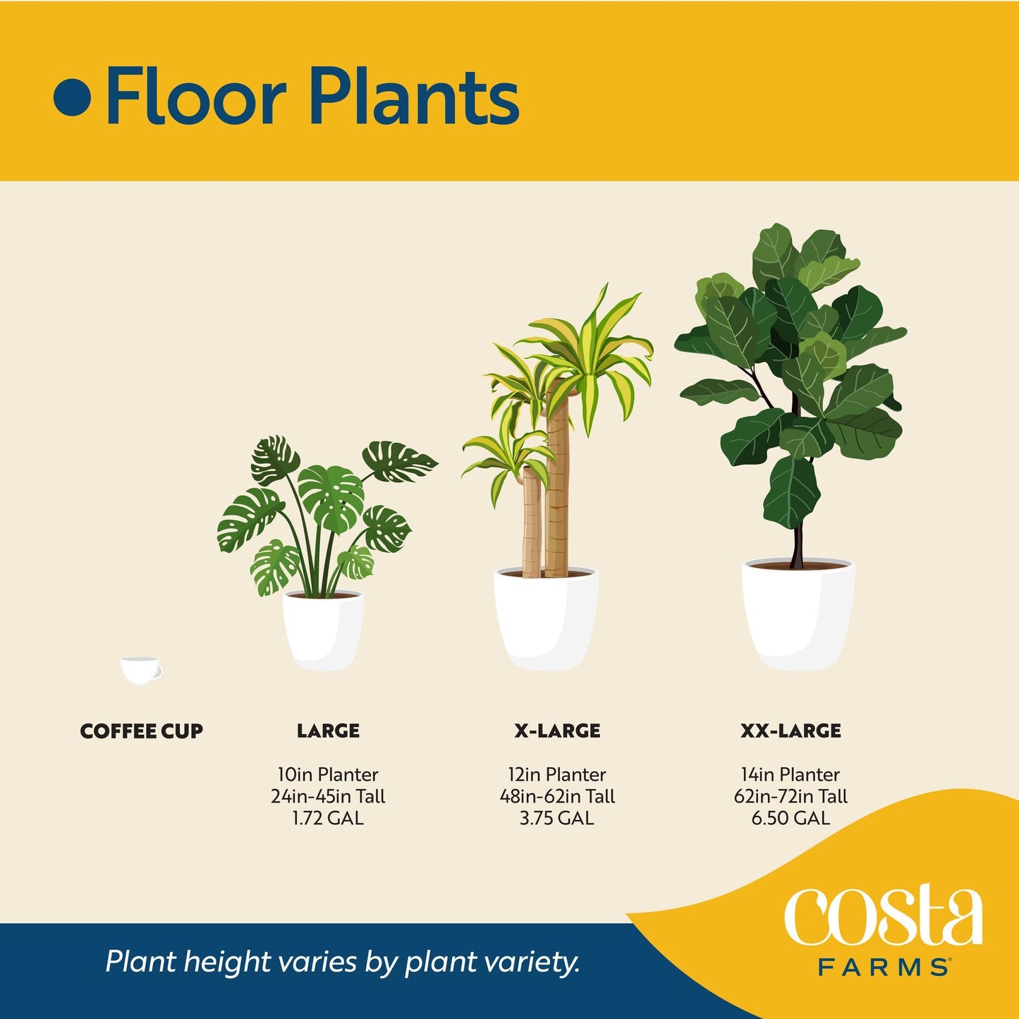 Costa Farms Monstera, Swiss Cheese Live Plant in Decorative Pot, Large Indoor Houseplant, Perfect for Home, Room, or Office Decor, Great House Warming or Birthday Gift, 2-3 Feet Tall