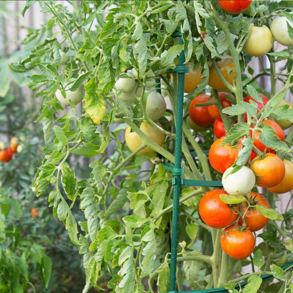 Growsun 6ft Tomato Stakes Plant Stake Supports Garden Fences Trellis Metal Plastic Coated Plant Cage Supports Climbing, Pack of 50
