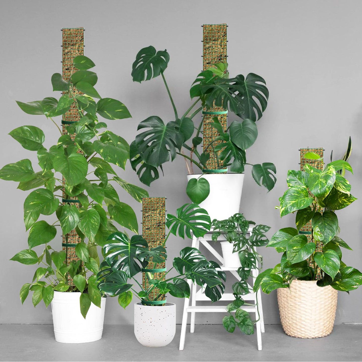 60" Metal Moss Pole, D Shape Sphagnum Moss Pole, Moss Poles for Climbing Plants, Monstera, Indoor Climbing Plants (6Pcs 60")
