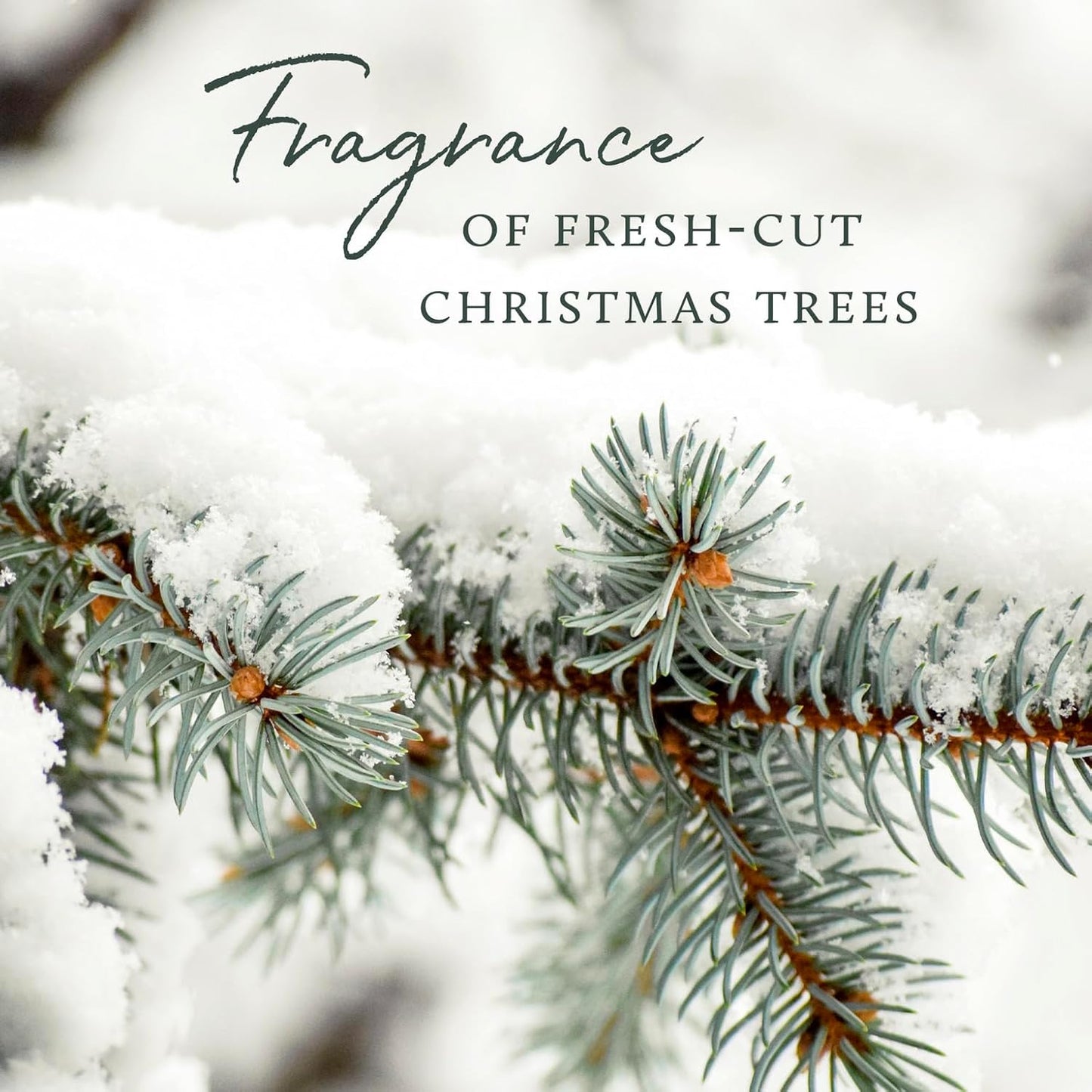 Thymes Frasier Fir Reed Diffuser Set – Includes Reeds, Fragrance Oil, and Frosted Glass Bottle – Fragrance Oil Diffuser – Room Fresheners – Luxury Home Decor – Green & White (Frosted Plaid, 4 fl oz)