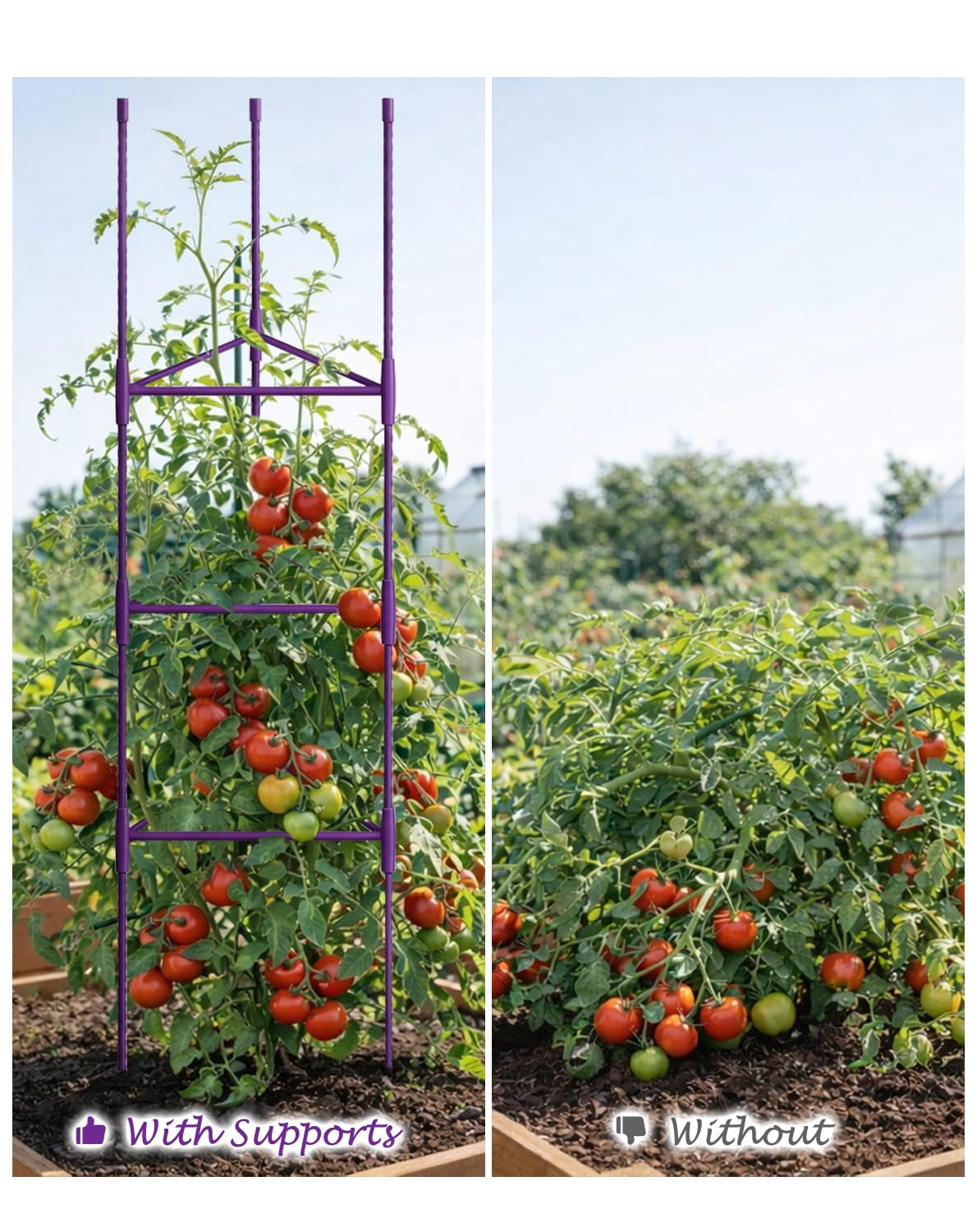 Growsun 51 inch Tomato Cage Heavy-Duty Plant Support Cucumber & Vine Vegetables – Adjustable Purple Metal Garden Trellis for Climbing Plants, Indoor & Outdoor Use, 6 Pack