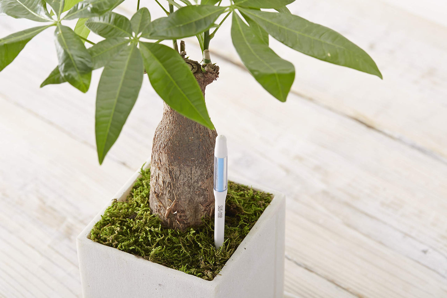 Sustee Aquameter Medium (Green Refillable) - Plant Soil Moisture Sensor - Best for Potted Plants - Probe, Meter, Indicator