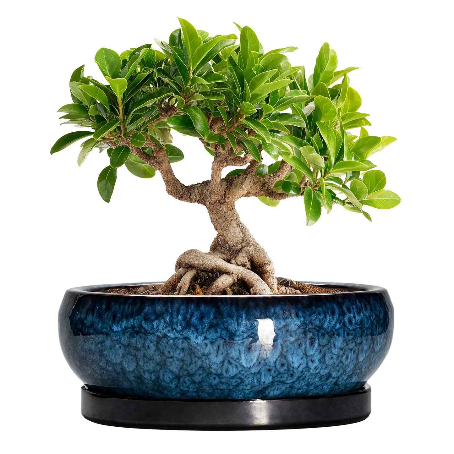 EPFamily Bonsai Pots 8 Inch - Ceramic Succulent Planter for Indoor Outdoor, Round Bonsai Planter with Drainage Hole and Saucer, Shallow Ceramic Planters Bowl, Patio Decor, Housewarming Gift, Blue