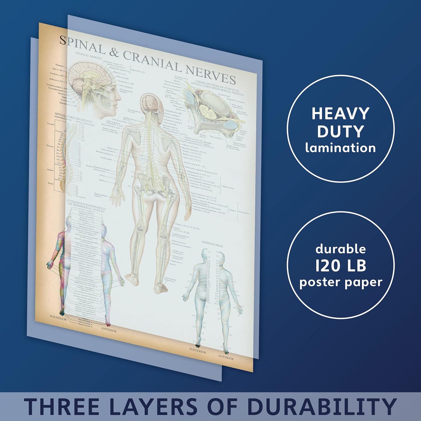 Palace Learning Vintage Spinal Nerves Anatomical Chart - Spine and Cranial Nervous System Anatomy Poster (with Dermatomes) Laminated - 18" x 24"