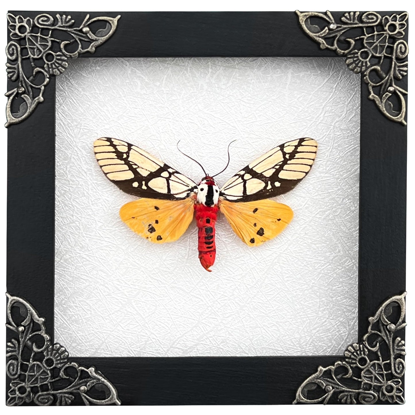Real Tiger Moth Butterfly Insect Entomology Gifts Shadow Box Taxidermy Specimen Display Oddity Curiosities Tabletop Wall Art Hanging Home Decor Living Room K12-14-TR