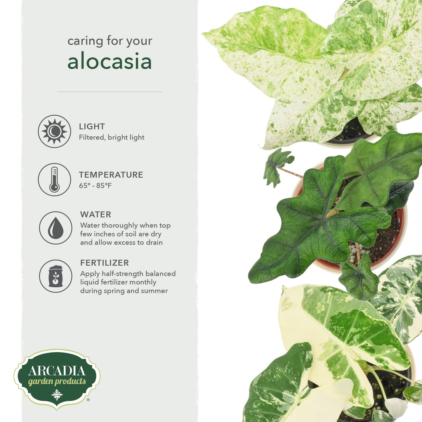 Arcadia Garden Products Live Odora Batik Alocasia Variegated Rare Indoor Houseplant in Plastic Pot, Tropical Plant Collector Gift for Home and Garden Decor, 4-inch, Beige