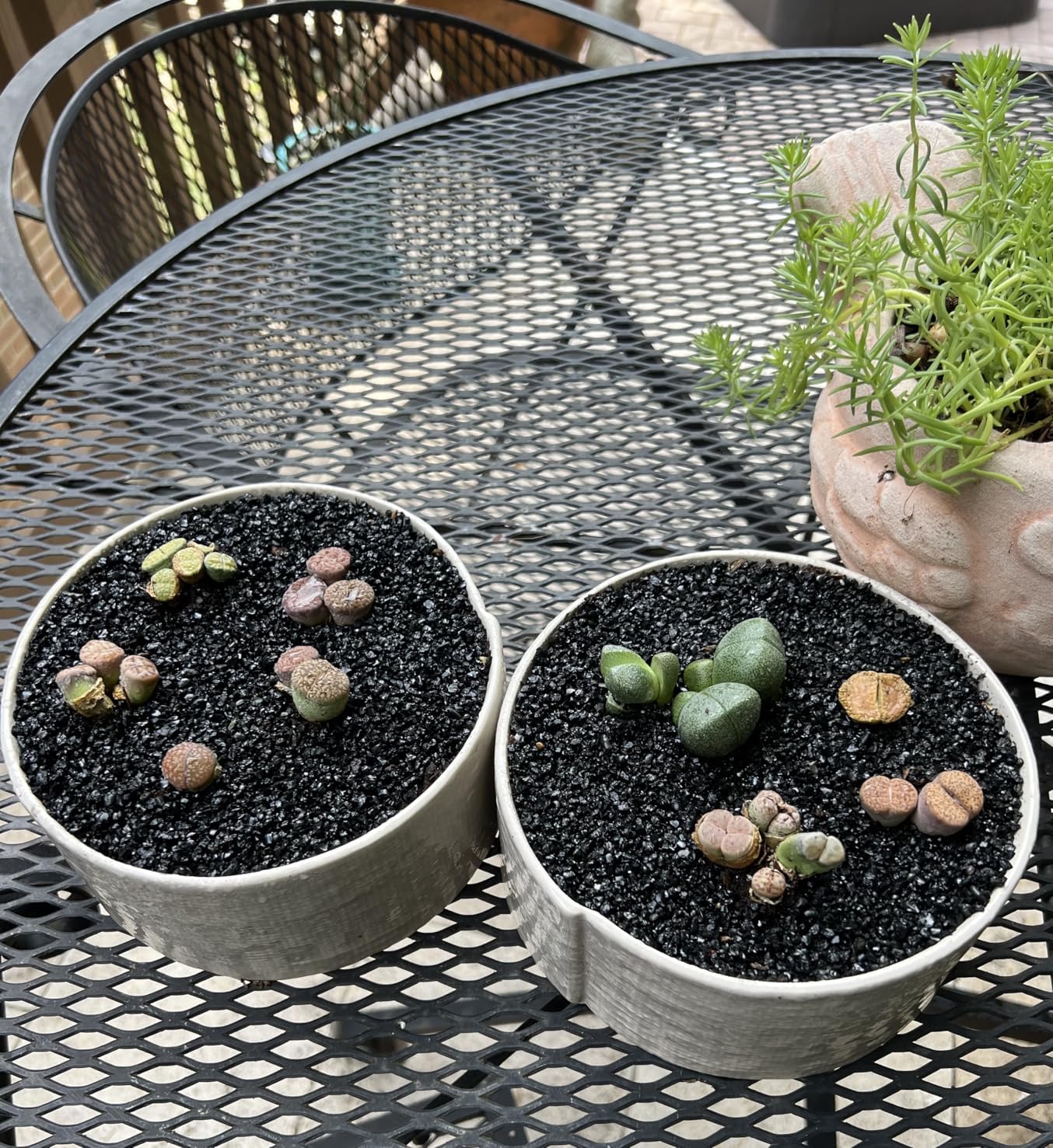 TOYPOPOR 6lb Succulents and Cactus Black Sand, Décor & Additive Tiny Stones, DIY Rocks Gravel, Decorative Pebbles for Bonsai, Fairy Gardening, Terrarium, Vases Fillers, Top Dressing