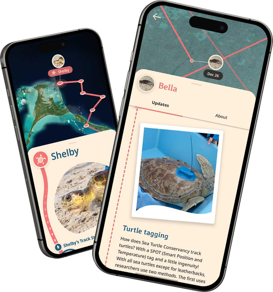 Fahlo Sea Turtle Tracking Bracelet – Track a Real Sea Turtle’s Journey – Supports Wildlife Conservation – Elastic, One Size Fits Most – on Interactive Mobile App Map – Unisex Ocean Conservation Gift (Sky Stone)