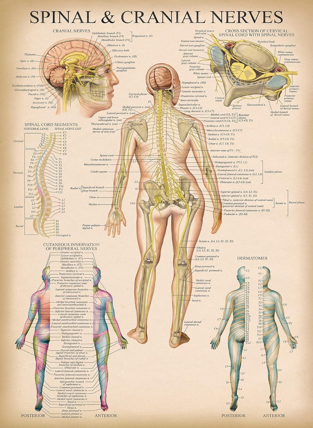 Palace Learning Vintage Spinal Nerves Anatomical Chart - Spine and Cranial Nervous System Anatomy Poster (with Dermatomes) Laminated - 18" x 24"