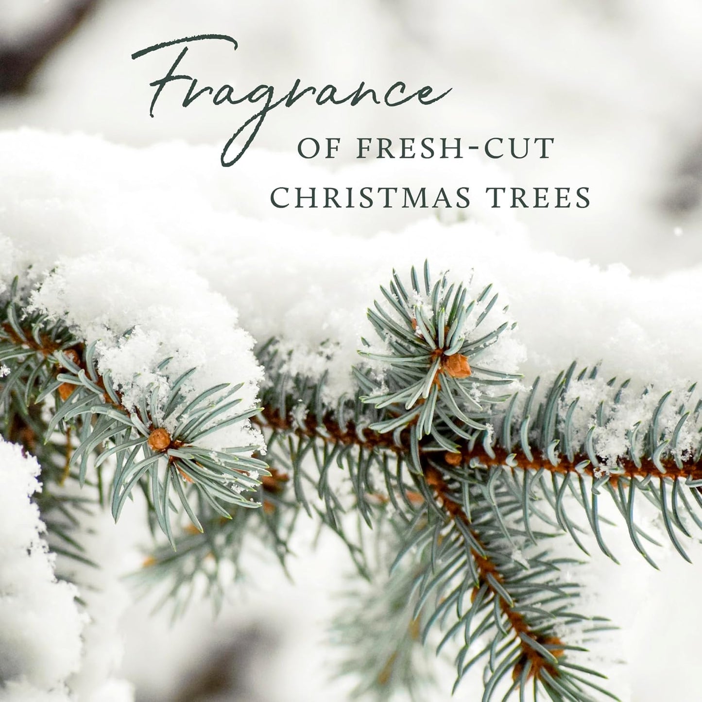 Thymes Frasier Fir Pine Needle Candle – Holiday Candles for Home Scented with Notes of Crisp Siberian Fir, Cedarwood & Sandalwood – Christmas Decor – Christmas Gifts for Women & Men (13 oz)