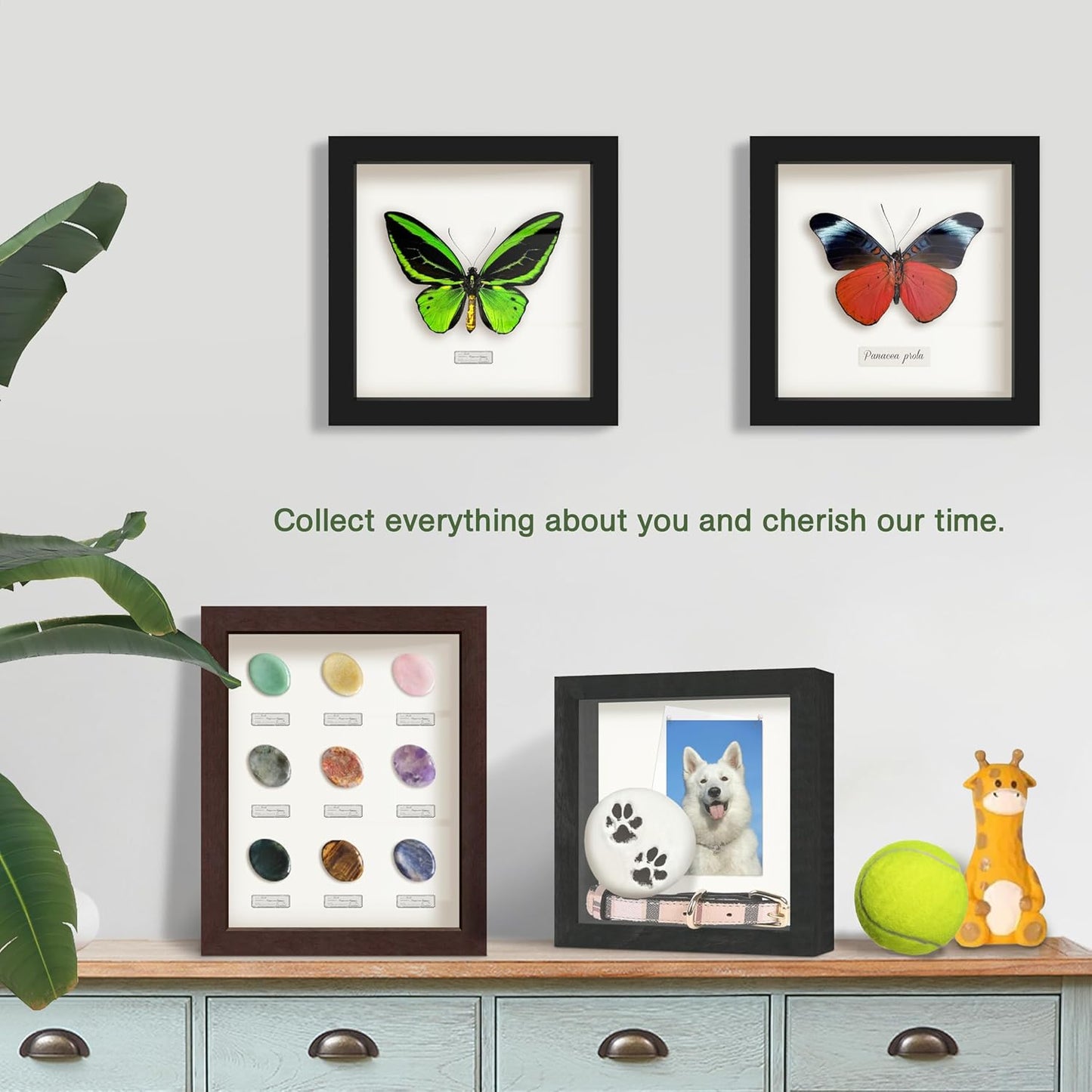 FrameWorks 12” x 16” Dark Oak Wooden Shadow Box Frame – Display Case with Soft Felt Back, Memory Box with Tempered Glass, Display Box with Elegant White Ball Push Pins, Wooden Flower Box
