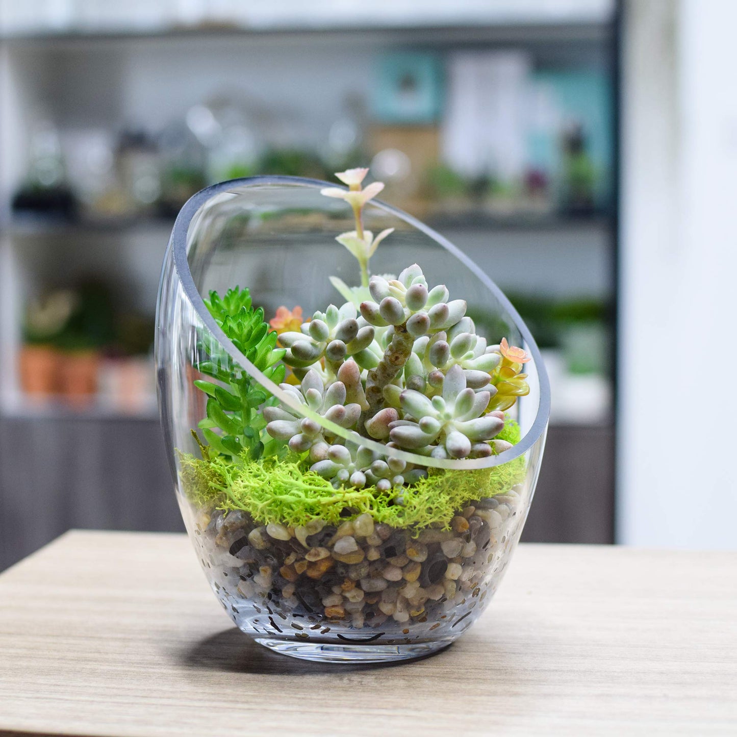 KNIKGLASS Clear Slant Cut Bubble Bowl, Fish Bowl & Plant Terrarium, Candy Jar Slant Cut Globe Vase Center Piece, Round Flower Vase, (6.9“ Tall .5.5“ Wide) …