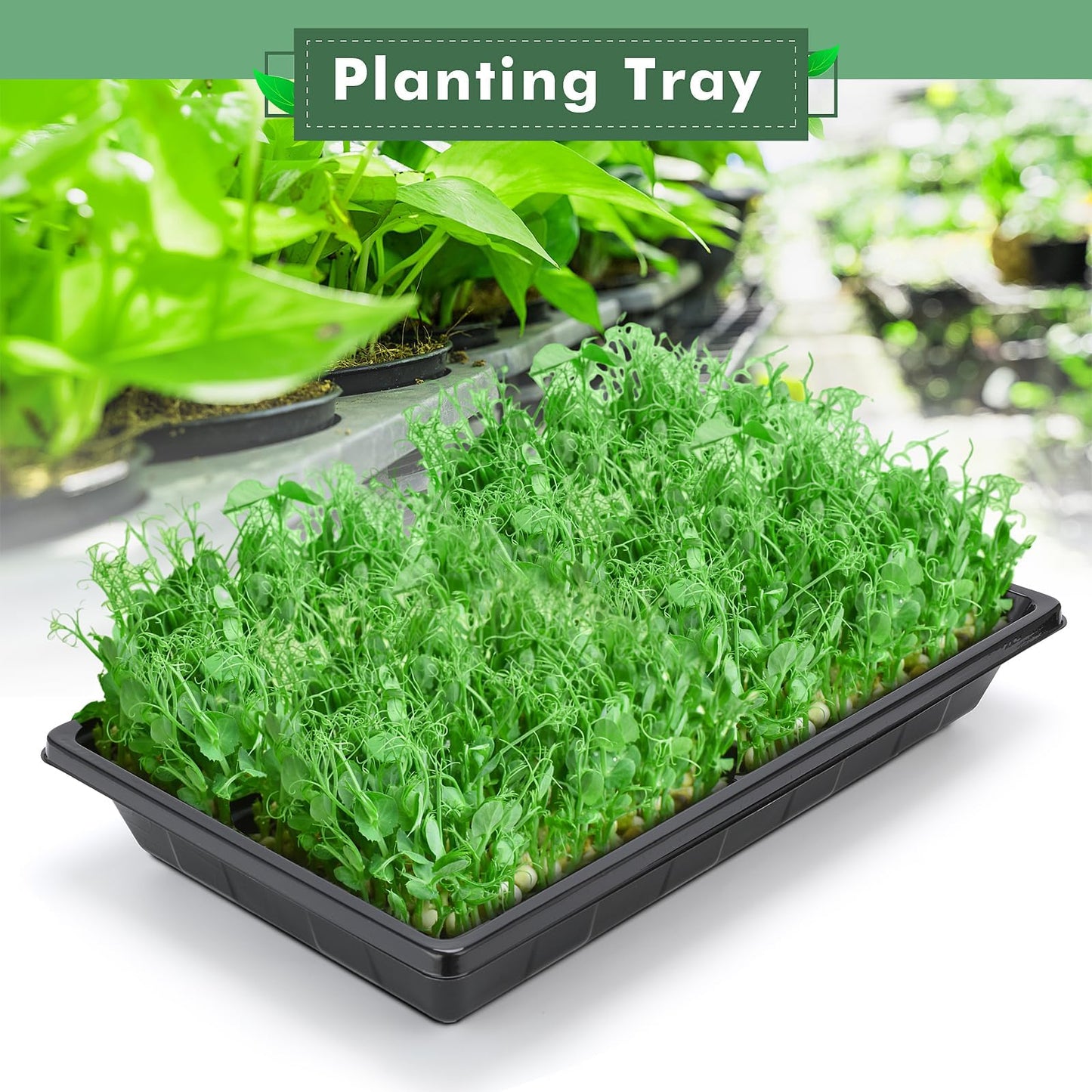 Sckee Upgraded 5 Pack Plant Growing Trays Seed Starting Tray Microgreens Growing Trays Seedling Plant Germination Starter Tray Transplant Fodder Flats, No Holes, No Leakage, Reusable (1017)