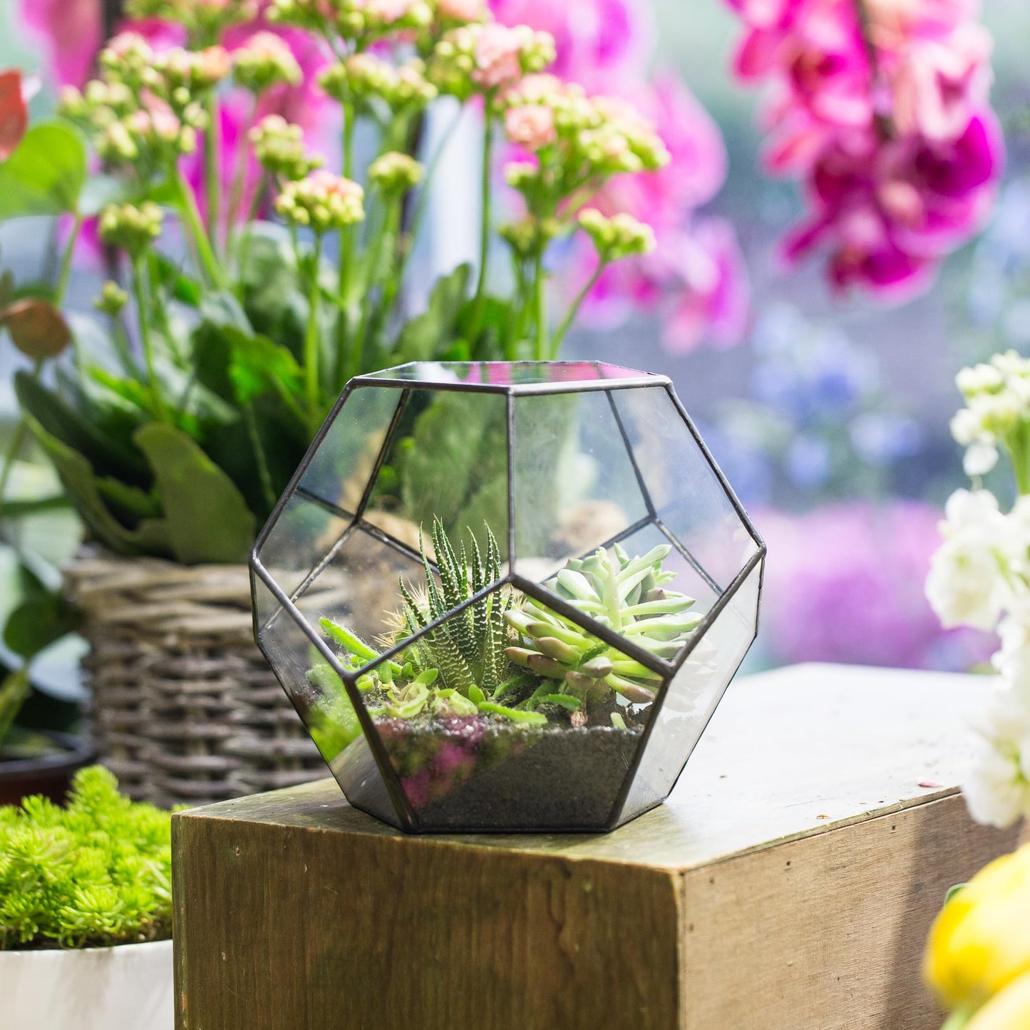 NCYP Small No Door Terrarium Planter - 6.8" x 6.8" x 5.9" Open Geometric Glass Terrarium Pot for Mini Succulents, Small Cactus - Home Tabletop Miniature Decor, Black (No Plants)