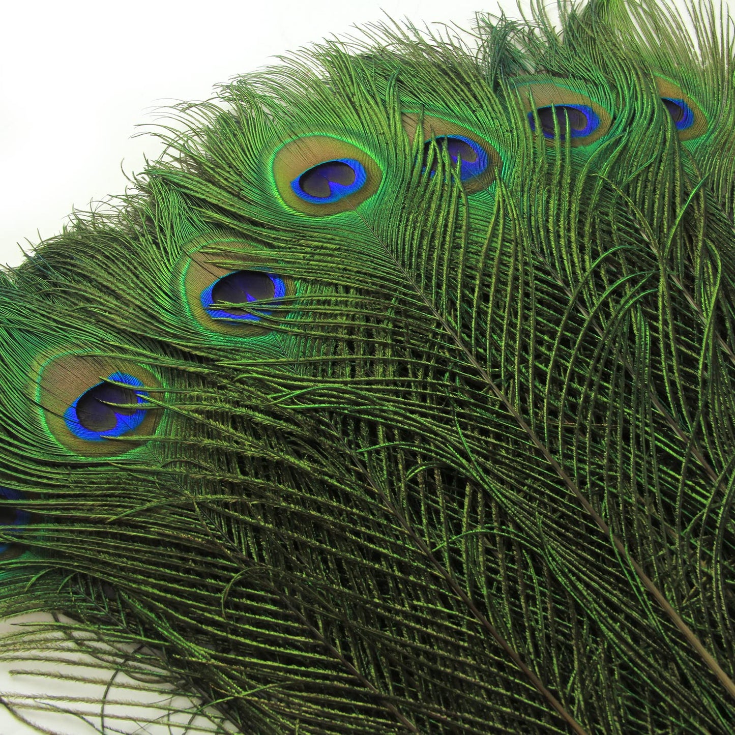 THARAHT 24pcs Peacock Feathers Natural Long in Bulk 30-32 inch(75-80 cm) for Floral Arrangements DIY Craft, Wedding Home Party Holiday Decoration Peacock Feathers