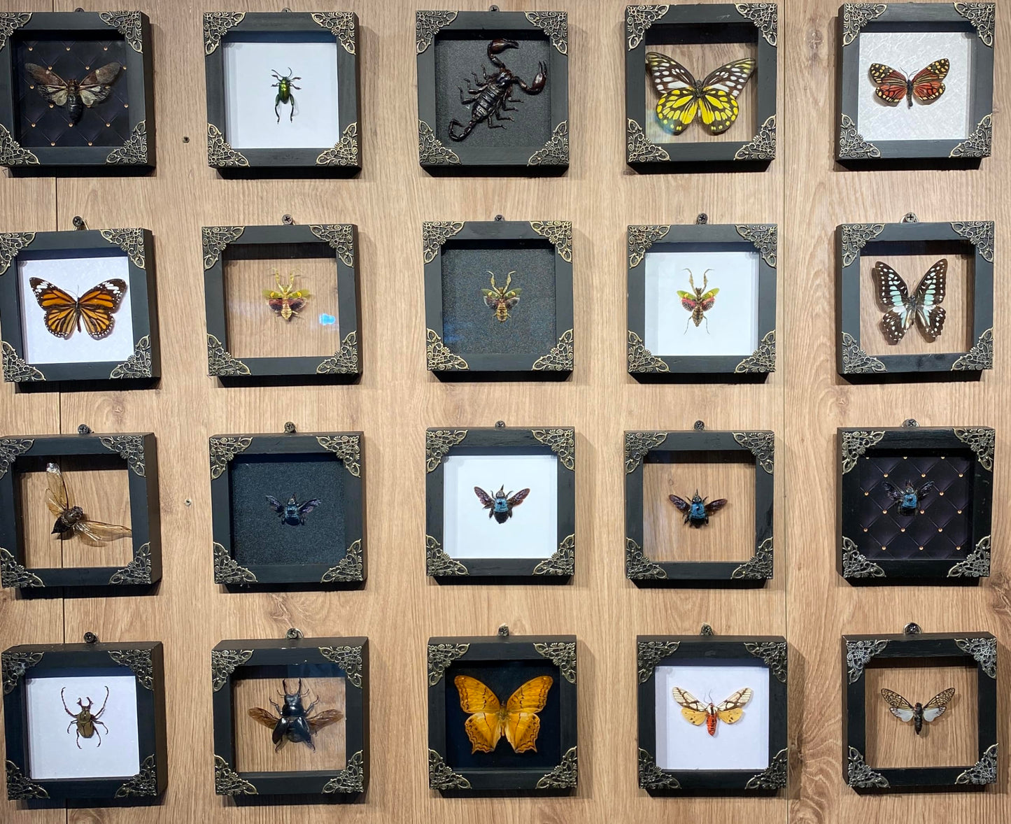 Real Framed Blue Carpenter Bee Dead Insect Dried Bug Shadow Box White Wooden Frame Taxidermy Specimen Display Oddity Tabletop Standable Wall Hanging Home Decor K12-61-TR