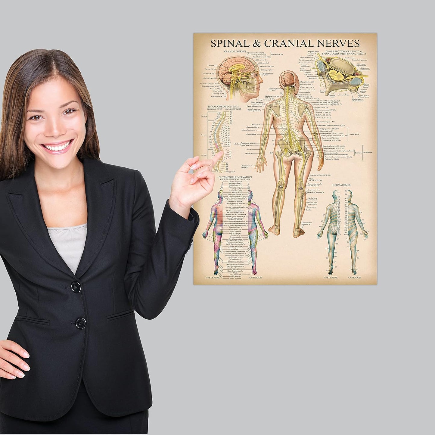 Palace Learning Vintage Spinal Nerves Anatomical Chart - Spine and Cranial Nervous System Anatomy Poster (with Dermatomes) Laminated - 18" x 24"