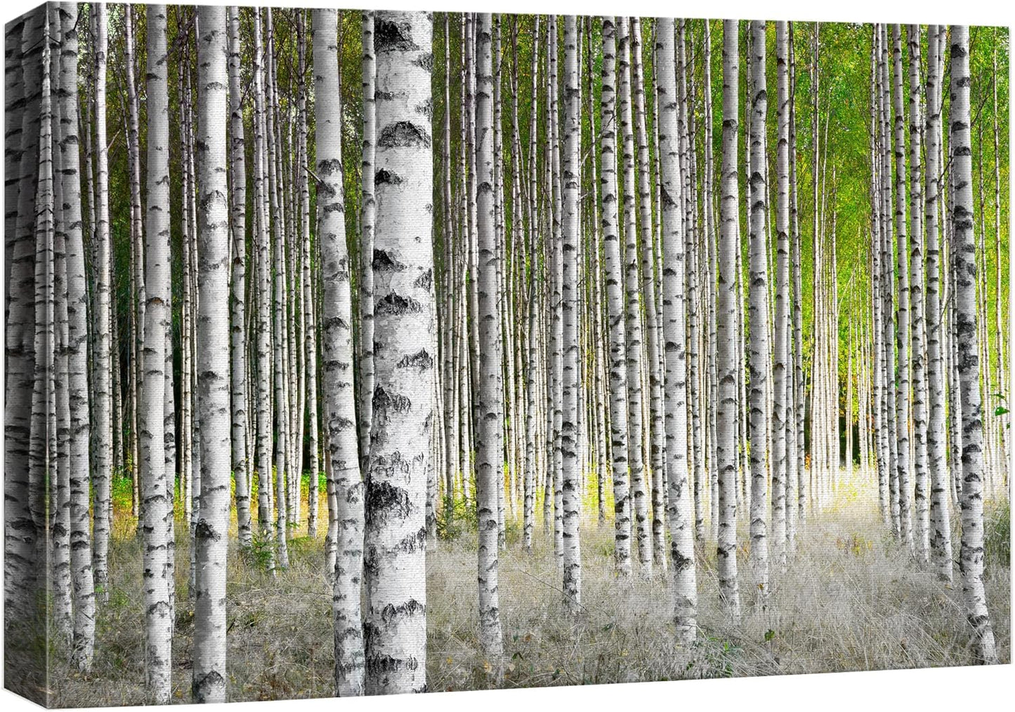 wall26 Canvas Print Wall Art White Birch Trees in Green Forest Nature Wilderness Photography Modern Art Rustic Scenic Colorful Multicolor for Living Room, Bedroom, Office - 16"x24"
