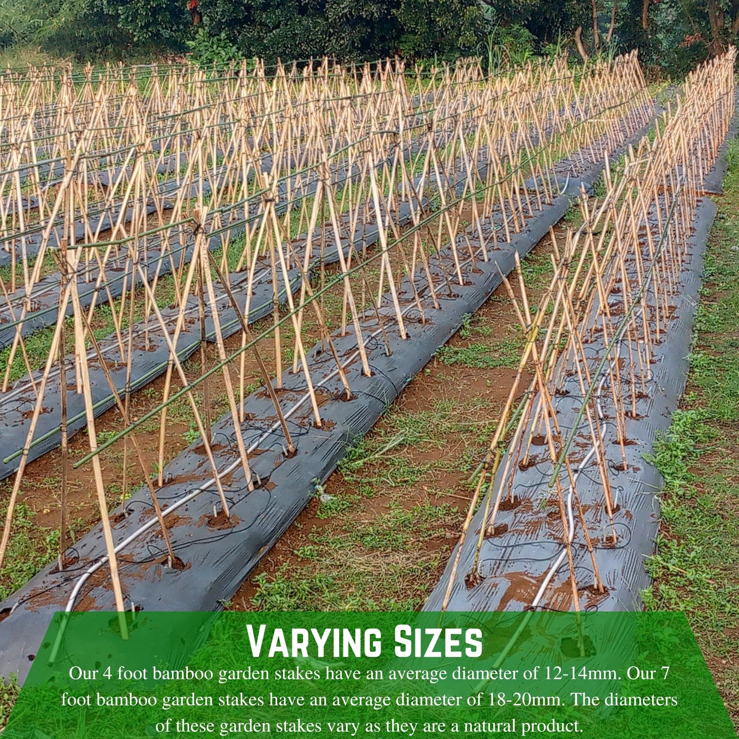 Farm Plastic Supply - Bamboo Garden Stakes - Bambo Sticks, Bamboo Plant Stakes for Outdoor Plants, Plant Support Stakes for Indoor Plants (7 Foot, 25)
